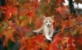 cat photo in autumn